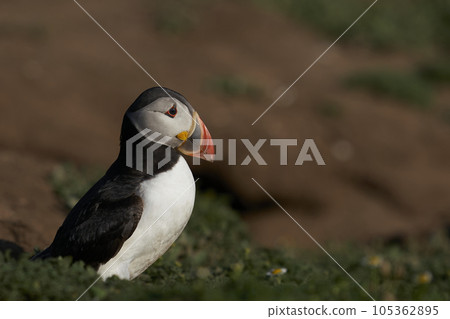 Atlantic Puffin on Skomer Island Atlantic Puffin on Skomer Island 105362895