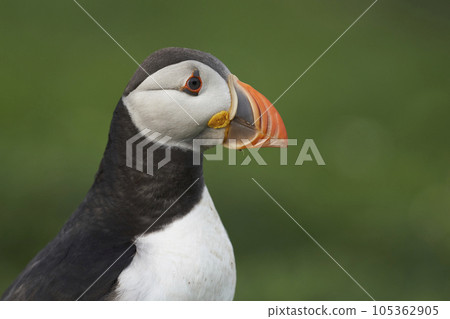 Atlantic Puffin on Skomer Island 105362905