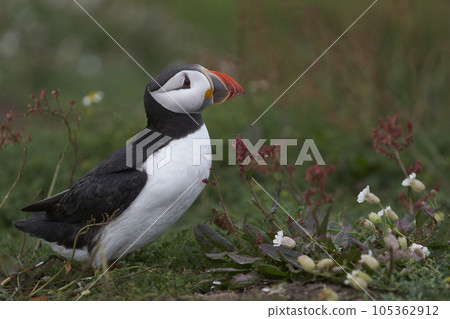 Atlantic Puffin on Skomer Island 105362912