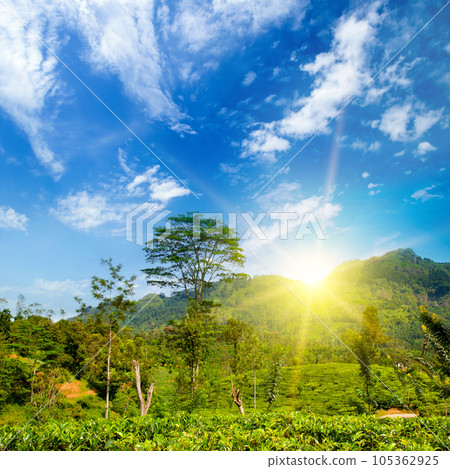 Tea plantation on the mountain slopes and a beautiful sunrise. Sri Lanka 105362925