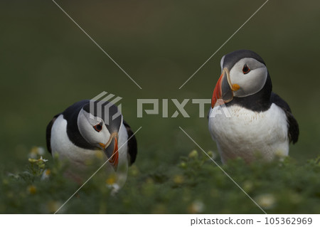 Puffin interacting Puffin interacting 105362969