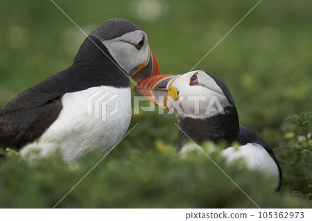 Puffin interacting 105362973