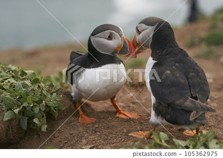 Puffin interacting 105362975
