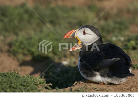 Puffin calling Puffin calling 105363005