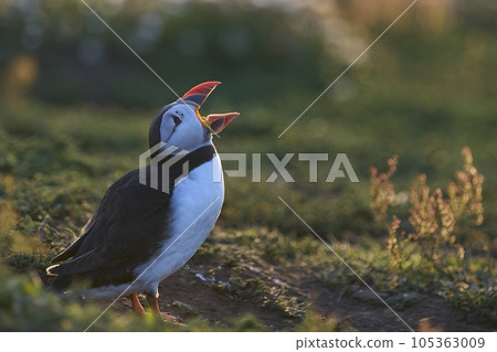 Puffin calling 105363009
