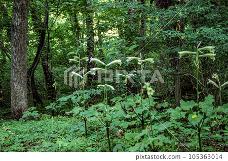 Lily of the forest park When the Lily of Lilium blooms in the forest Lily of the forest park When the Lily of Lilium blooms in the forest 105363014