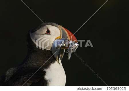 Puffin carrying fish 105363025