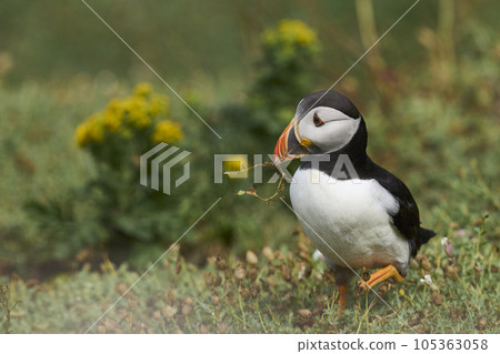 Puffin with nesting material 105363058