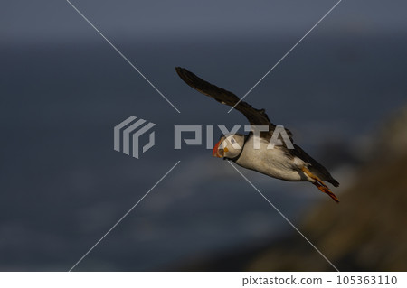 Puffin in. flight 105363110