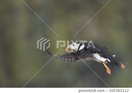 Puffin in. flight 105363112