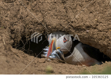 Puffin with fish hiding in a burrow 105363125
