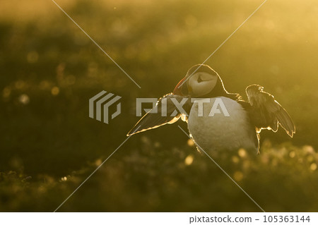 Puffin in dawn light 105363144