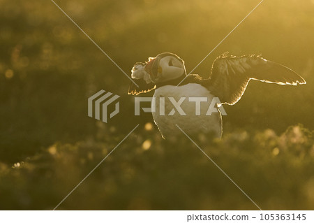 Puffin in dawn light Puffin in dawn light 105363145