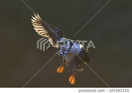 Puffin landing at dawn Puffin landing at dawn 105363150