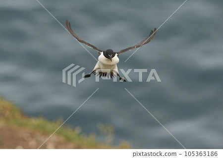 Razorbill landing 105363186