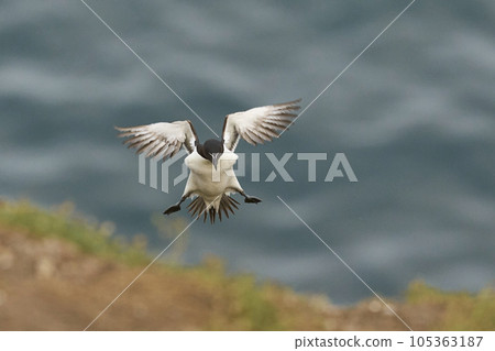 Razorbill landing 105363187
