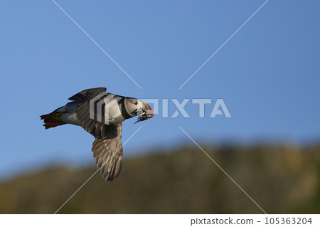 Puffin with fish in flight Puffin with fish in flight 105363204