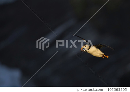 Puffin with fish in flight Puffin with fish in flight 105363205