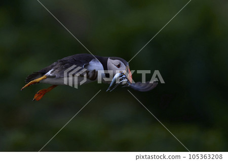 Puffin with fish in flight Puffin with fish in flight 105363208