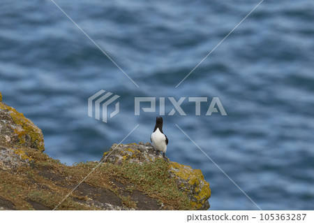 Razorbill on Skomer Island Razorbill on Skomer Island 105363287