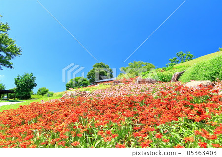 [香川縣] 夏天的國立贊岐萬野公園（花田、草坪廣場） 105363403