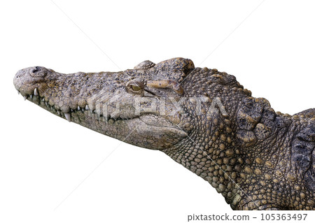 Close up head salt crocodile on white background have path Close up head salt crocodile on white background have path 105363497