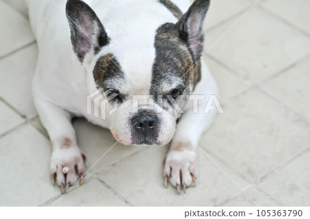 dog or French bulldog or old dog 105363790