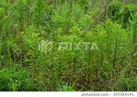 Vacant land, wasteland, weeds, land, vacant lot 105364145