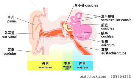 簡單的耳朵結構示意圖 簡單的耳朵結構示意圖 105364338