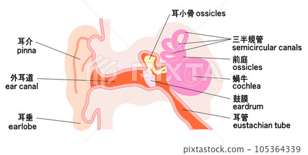 Simple ear structure schematic Simple ear structure schematic 105364339