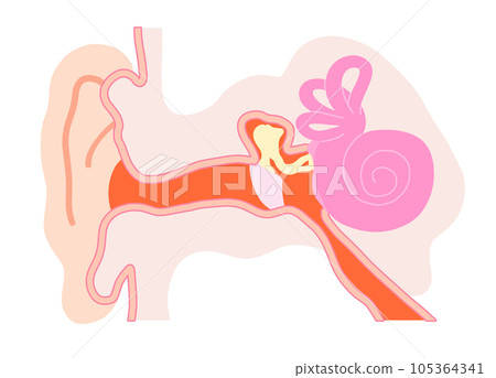 Simple ear structure schematic 105364341