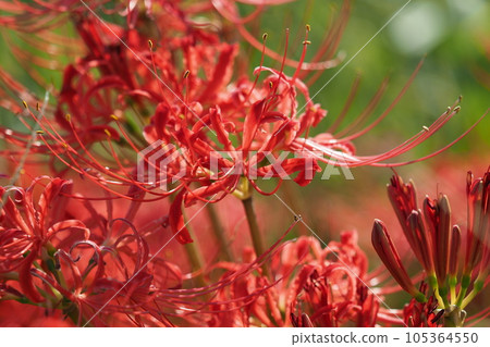 Cluster amaryllis (Licoris) 105364550