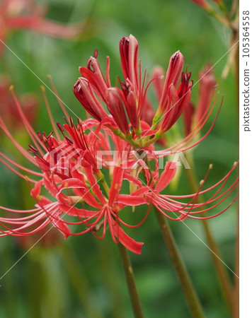 Cluster amaryllis (Licoris) Cluster amaryllis (Licoris) 105364558