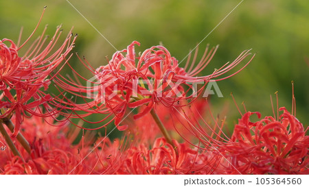 Cluster amaryllis (Licoris) 105364560