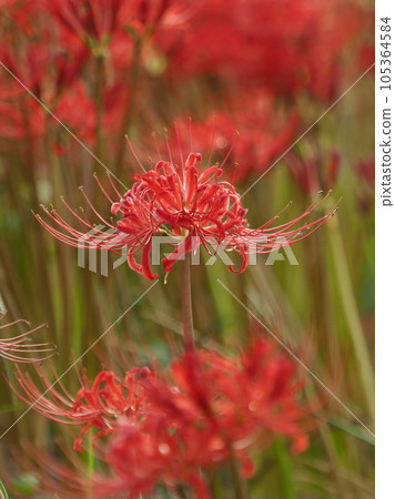 Cluster amaryllis (Licoris) Cluster amaryllis (Licoris) 105364584