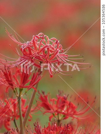 Cluster amaryllis (Licoris) 105364586