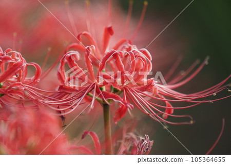Cluster amaryllis (Licoris) Cluster amaryllis (Licoris) 105364655