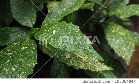 Fiiriaoki: with water droplets 105364847