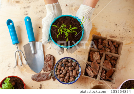 Woman holding a pot with a sprout in her hands. Gardening concept Woman holding a pot with a sprout in her hands. Gardening concept 105364854