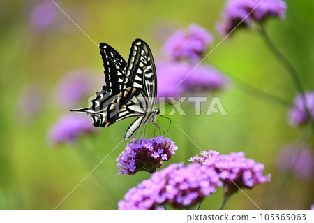 Swallowtail butterfly 105365063