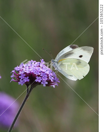 Cabbage White (Small Cabbage White) Cabbage White (Small Cabbage White) 105365222