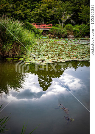 In the summer at Daikakuji Monzeki, the vermilion-lacquered bridge shines in the summer scenery of Osawa Pond, which turns into a calm water mirror after a shower. 105365385
