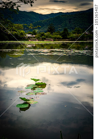大覺寺門色的夏天,大澤池雨後的黃昏,水鏡中的夕陽,荷葉飄浮,倒映著五殿堂 大覺寺門色的夏天,大澤池雨後的黃昏,水鏡中的夕陽,荷葉飄浮,倒映著五殿堂 105365407