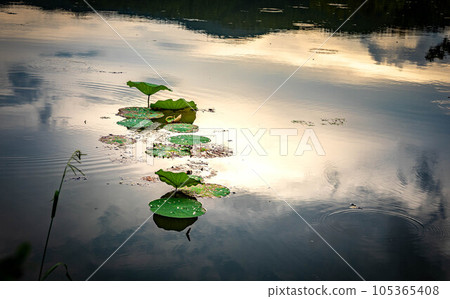 Summer at Daikakuji Monzeki Temple, after a shower, the quiet Osawa Pond at dusk, raindrops on the lotus leaves Summer at Daikakuji Monzeki Temple, after a shower, the quiet Osawa Pond at dusk, raindrops on the lotus leaves 105365408