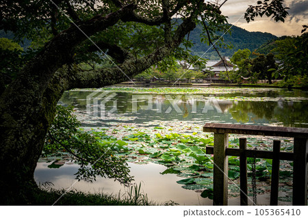 大覺寺門色的夏天，大澤池雨後的黃昏，水鏡中的夕陽，荷葉飄浮，倒映著五殿堂 105365410