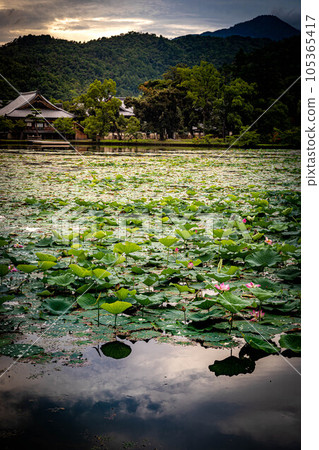 夏天的大覺寺門色,陣雨過後,黃昏時的大澤池靜謐,荷花盛開,五大道倒映在水鏡中。 夏天的大覺寺門色,陣雨過後,黃昏時的大澤池靜謐,荷花盛開,五大道倒映在水鏡中。 105365417