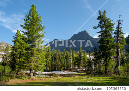 Old mighty cedars grow on mossy meadow against the background of mountains under white clouds in a blue sky. The impressive Siberian nature of the Western Sayans. Old mighty cedars grow on mossy meadow against the background of mountains under white clouds in a blue sky. The impressive Siberian nature of the Western Sayans. 105365550
