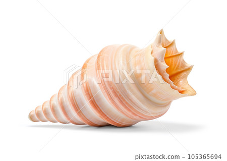 Spiral sea shell closeup on white background. Generative AI Spiral sea shell closeup on white background. Generative AI 105365694