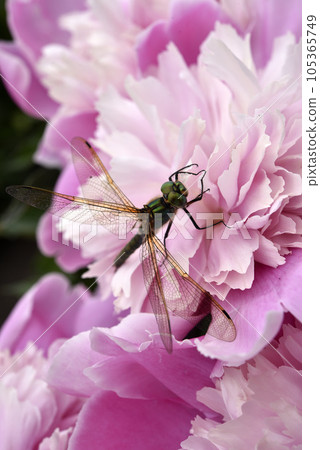 A dragonfly on a peony flower. A large dragonfly. A predatory insect. A dragonfly on a peony flower. A large dragonfly. A predatory insect. 105365749
