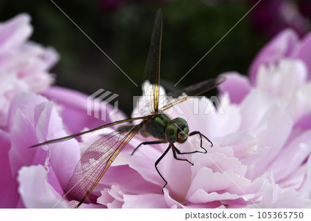 A dragonfly on a peony flower. A large dragonfly. A predatory insect. 105365750